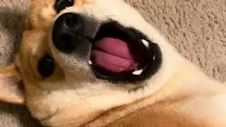 Shiba Inu Barking Compilation 2 [upl. by Goodhen]