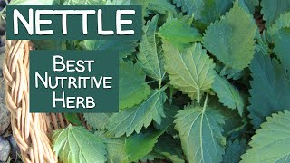 Stinging Nettle A Nutritive Herb and Energizing Tea [upl. by Maltz]