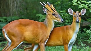 Barking Deer Mating Ritual peekintonature peekintominds wildlife deermating barkingdeer [upl. by Haseefan]