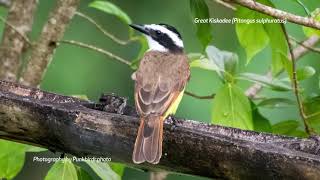 Great Kiskadee Pitangus sulphuratus [upl. by Jeramey]