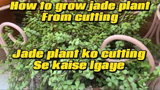 How to grow jade plant from cutting jade plant ko cutting se kaise lgaye [upl. by Solitta]