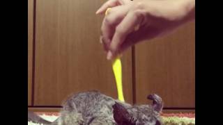 Bush baby gets itch scratched by toothbrush [upl. by Ledeen]