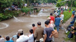 Menjala ikan Borongan Lubuk Larangan Hanopan [upl. by Eyllom829]