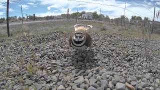 Killdeer aggressively protecting its nest Broken wing display [upl. by Awra]