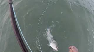 Epic Striped Bass Fly Fishing Super Shallow Action On The Flats [upl. by Sito813]