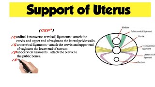 Uterus Support Anatomy [upl. by Ilojna]