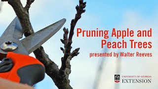 Pruning Peach and Apple Trees with Walter Reeves [upl. by Razatlab]