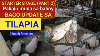 Starter stage Part 2 Pakain muna sa baboy bago update sa Tilapia l Dodong Villaran [upl. by Vic737]