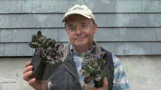 Ajuga and other Ground Cover [upl. by Pool250]