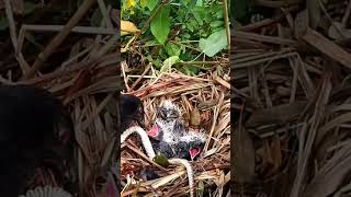 Greater coucal Birds try to pull the snake out [upl. by Davina]