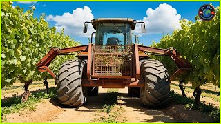 Grape Farm  Harvesting agricultural products using modern technology  Bo Farm [upl. by Yrdnal]