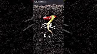 Seed germination nursery share seeds germinatingseeds plants garden world like [upl. by Perry943]