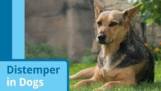 Distemper in Dogs [upl. by Aneem]