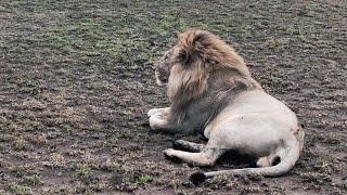 3 Male Lions of Makoma Gypsy Pride of Serengeti  21 November 2024 [upl. by Fortna]