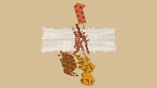 GPCR NEXUS [upl. by Ahel]