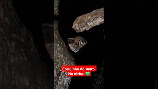 Encontrei o ninho de uma Corujinhadomato Megascops choliba natureza birds owl planetaanimal [upl. by Gnaig]