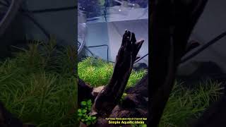 Perawatan Rutin Ganti Air Aquascape Natural Simpel 30 cm Usia 1 Minggu SHORTS [upl. by Eeslek938]