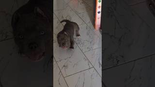 CHUNKY MONKEY IS READY TO GO EAT dog puppy breeding doglover dogs doglife [upl. by Pepita]