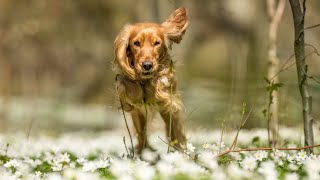 Can Cocker Spaniels Be Trained as Guide Dogs [upl. by Ludba895]