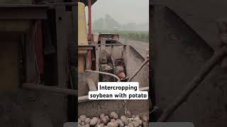 intercropping of soybean with potato [upl. by Verlee]