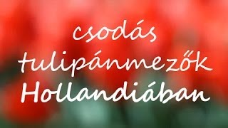 Csodás tulipán mezők  szép virágok és zene [upl. by Hands]