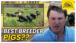 What Qualities Do We Look for in Breeder Pigs [upl. by Omsare534]