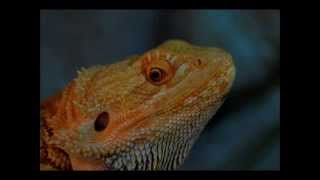 Pogona vitticeps  Behavior and communication  Amalgation [upl. by Anahcar]