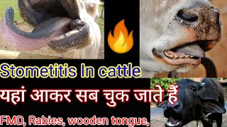 Stomatitis In Mouth In Hindi  Stomatitis In Animal  stomatis  Hada Vets Club  मुंह कि बिमारी [upl. by Dumond433]