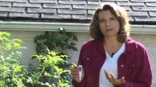 Howto Plant In Full Sun  planting tip from gardeningclubcom [upl. by Niamrahc]