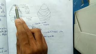 BRACHIOPODS  MORPHOLOGY HINDI [upl. by Eleinad83]