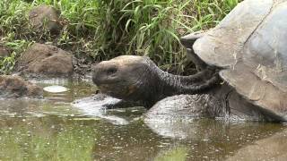 Ecuador und Galapagos 2009 Trailer [upl. by Tahmosh]