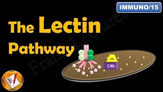 The Lectin Pathway or The MBL Pathway The Complement System Part III FLImmuno15 [upl. by Dorran]