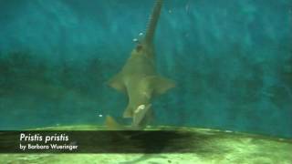 sawfish feeding behaviour [upl. by Saxena995]