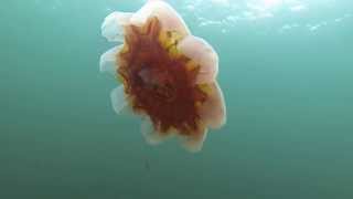 Lions Mane Jellyfish bell with no Tentacles [upl. by Raddy799]