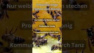 5 faszinierende Fakten über Bienen [upl. by Jacobs]