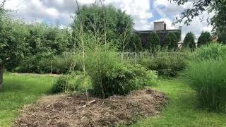 Bambus Phyllostachys vivax Huangwenzhu i HuangwenzhuInversa [upl. by Gerrit]