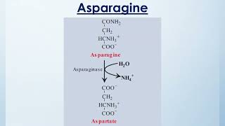 Metabolism of Proteins amp Amino Acids  1st Year BDS  Lecture 06 [upl. by Llerrah337]