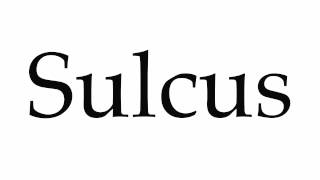 How to Pronounce Sulcus [upl. by Trainor]