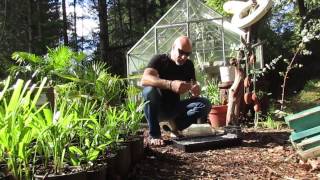 How to Grow Eucalyptus Trees from Seed [upl. by Sirrap358]