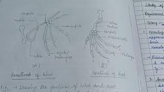 Study of Homology vs Analogyzoology zoologynotes evolution [upl. by Tzong332]