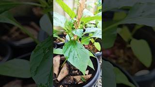 Capsicum ready ആയി വരുന്നു  krishimalayalam gardening garden keralagarden homegardening [upl. by Dukey450]