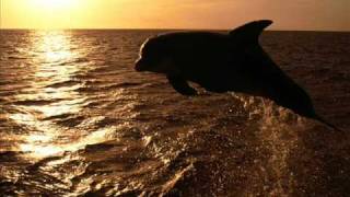 Meditation  Sounds Of Dolphins [upl. by Tila]