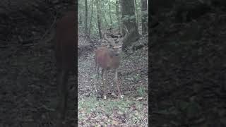 10 Point Buck posing for the camera bowhunting deerhunting hunting [upl. by Julie]