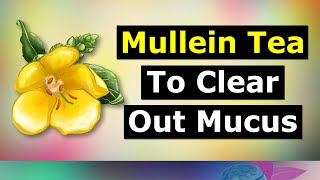 Mullein Leaf Tea For Lung Health Clear Mucus [upl. by Finzer556]