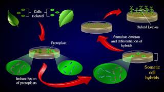 PROTOPLAST FUSION [upl. by Whitnell]