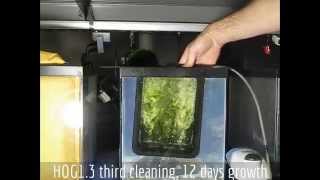 Santa Monica Filtration HOG13 Upflow Algae Scrubber  From Box to Green in 3 Cleanings [upl. by Mariel]