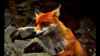 The Secret Life of Fox  Wildlife Wars Nat Geo [upl. by Ycart785]