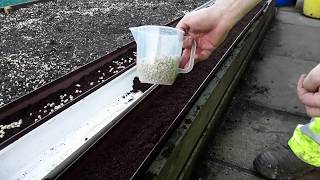 ♻️Sowing Peas In Rain Water Guttering And How To Stop The Mice 🐀From Pinching Them ♻️ 525 [upl. by Ethelind]