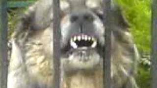 The Superdog Very Scary Caucasian Shepherd Dog [upl. by Healion769]