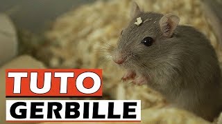 TUTO GERBILLE  Cage pour Gerbille  EUBLEPHARIS [upl. by Nysilla]